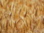 Насіння пшениця Гюстав Заатен